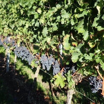 Merlot Rebzeile