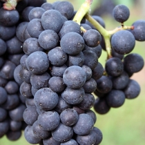 INRA 819.jpg