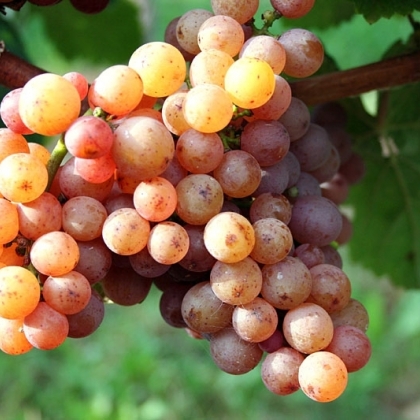 Gewürztraminer starter