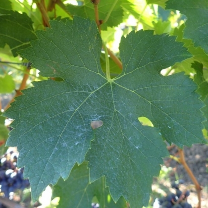 Merlot Blatt