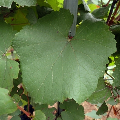 Cabernet Mitos Blatt