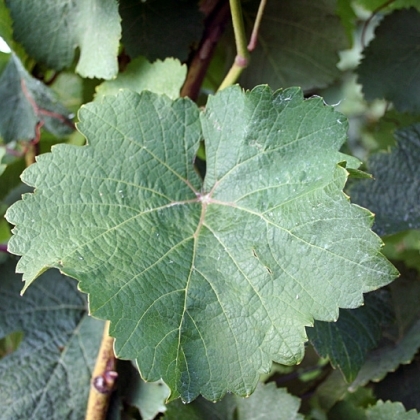 Gewuerztraminer Blatt