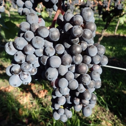 Merlot Traube