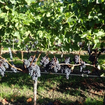 Merlot Rebstock